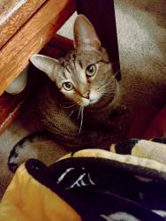 Lost Male Cat last seen West Mayfield fire hall, Beaver Falls, PA 15010