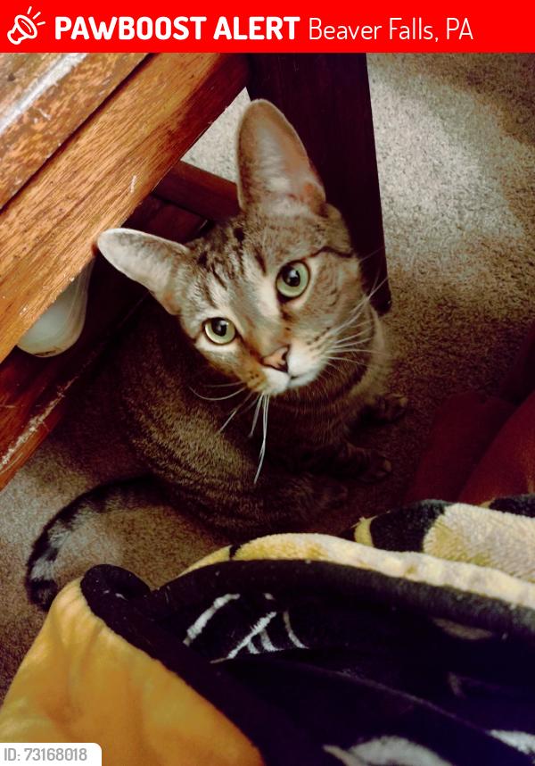 Lost Male Cat last seen West Mayfield fire hall, Beaver Falls, PA 15010