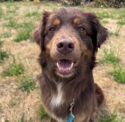 Shelter Stray Male Dog last seen SE Division St & SE 92nd Ave, PORTLAND, OR, 97266, 1700 W Historic Columbia River Hwy, Troutdale, OR 97060, USA