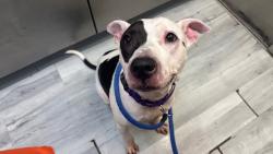 Shelter Stray Male Dog last seen Apt 2E,35-05 30th Street, ASTORIA, NY, 11106, 326 E 110th St, New York, NY 10029, USA