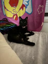 Lost Female Cat last seen Actiss from timbertop apts, Akron, OH 44313