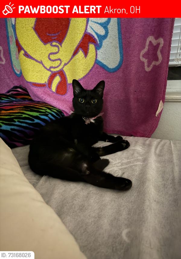Lost Female Cat last seen Actiss from timbertop apts, Akron, OH 44313