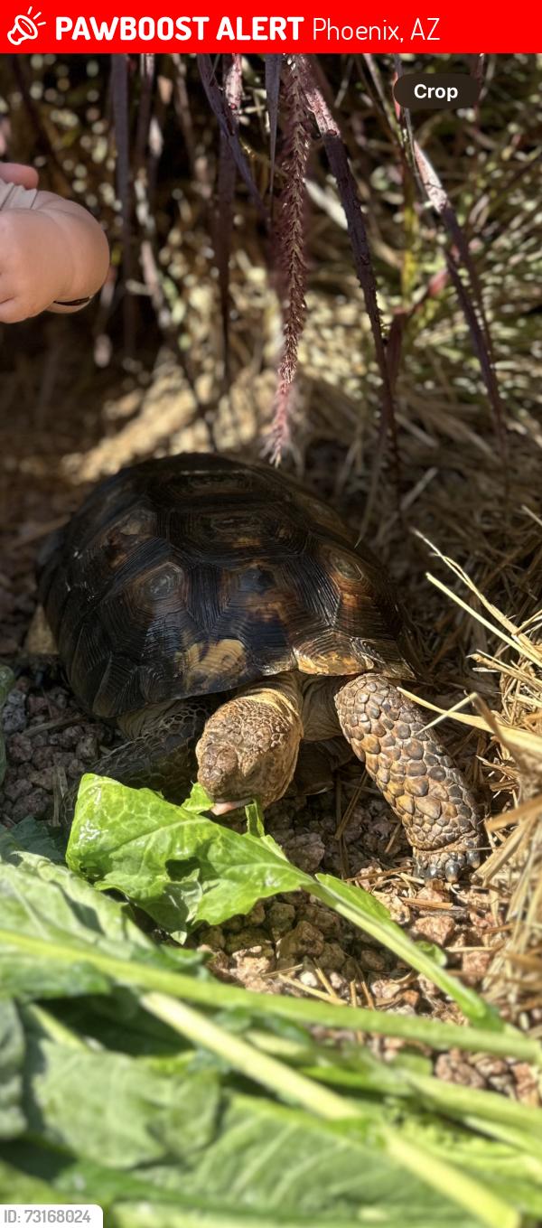 Lost Male Reptile last seen 39th Ave and Bloomfield, Phoenix, AZ 85029