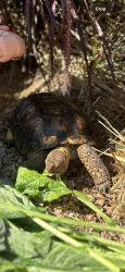 Lost Male Reptile last seen 39th Ave and Bloomfield, Phoenix, AZ 85029