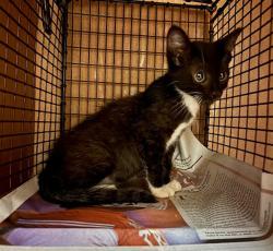 Shelter Stray Female Cat last seen Near Hoeke Lane, AUSTIN, TX, 78744, 7201 Levander Loop bldg a, Austin, TX 78702, USA