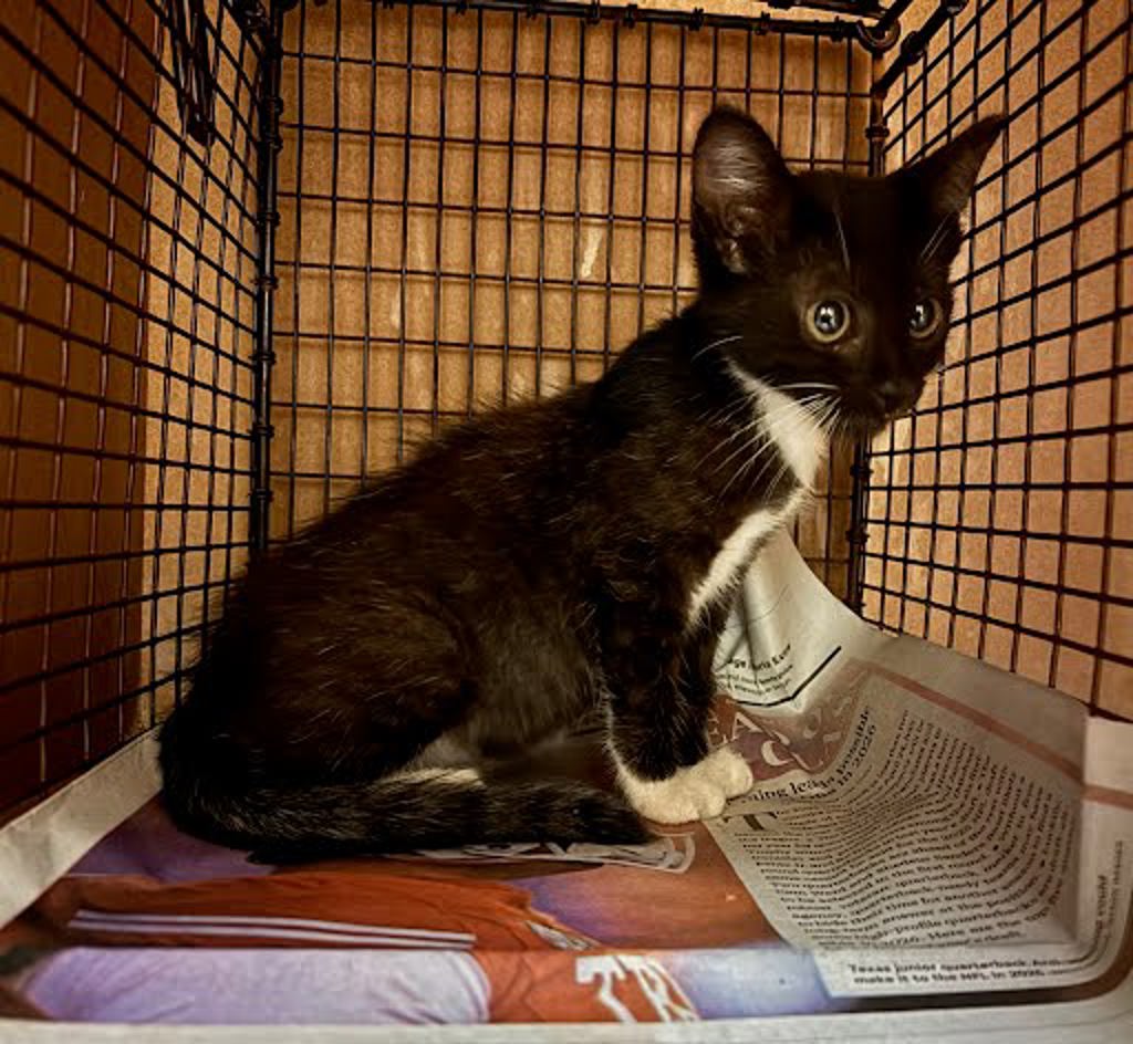 Shelter Stray Female Cat last seen Near Hoeke Lane, AUSTIN, TX, 78744, 7201 Levander Loop bldg a, Austin, TX 78702, USA
