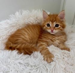 Shelter Stray Female Cat last seen Near W State Highway, Copperton Township, UT, 84006, 511 W 3900 S, Salt Lake City, UT 84123, USA
