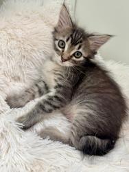 Shelter Stray Female Cat last seen Near W State Highway, Copperton Township, UT, 84006, 511 W 3900 S, Salt Lake City, UT 84123, USA