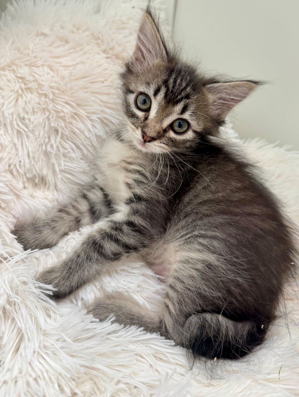 Shelter Stray Female Cat last seen Near W State Highway, Copperton Township, UT, 84006, 511 W 3900 S, Salt Lake City, UT 84123, USA