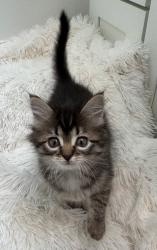 Shelter Stray Female Cat last seen Near W State Highway, Copperton Township, UT, 84006, 511 W 3900 S, Salt Lake City, UT 84123, USA
