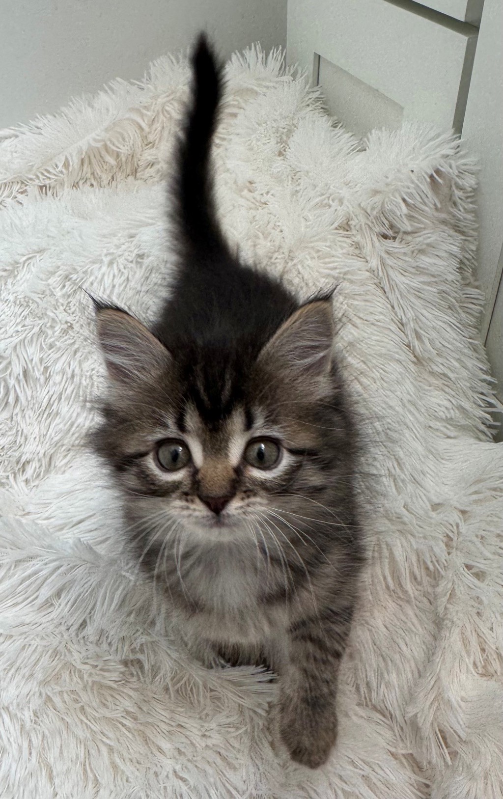 Shelter Stray Female Cat last seen Near W State Highway, Copperton Township, UT, 84006, 511 W 3900 S, Salt Lake City, UT 84123, USA
