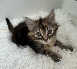 Shelter Stray Female Cat last seen Near W State Highway, Copperton Township, UT, 84006, 511 W 3900 S, Salt Lake City, UT 84123, USA