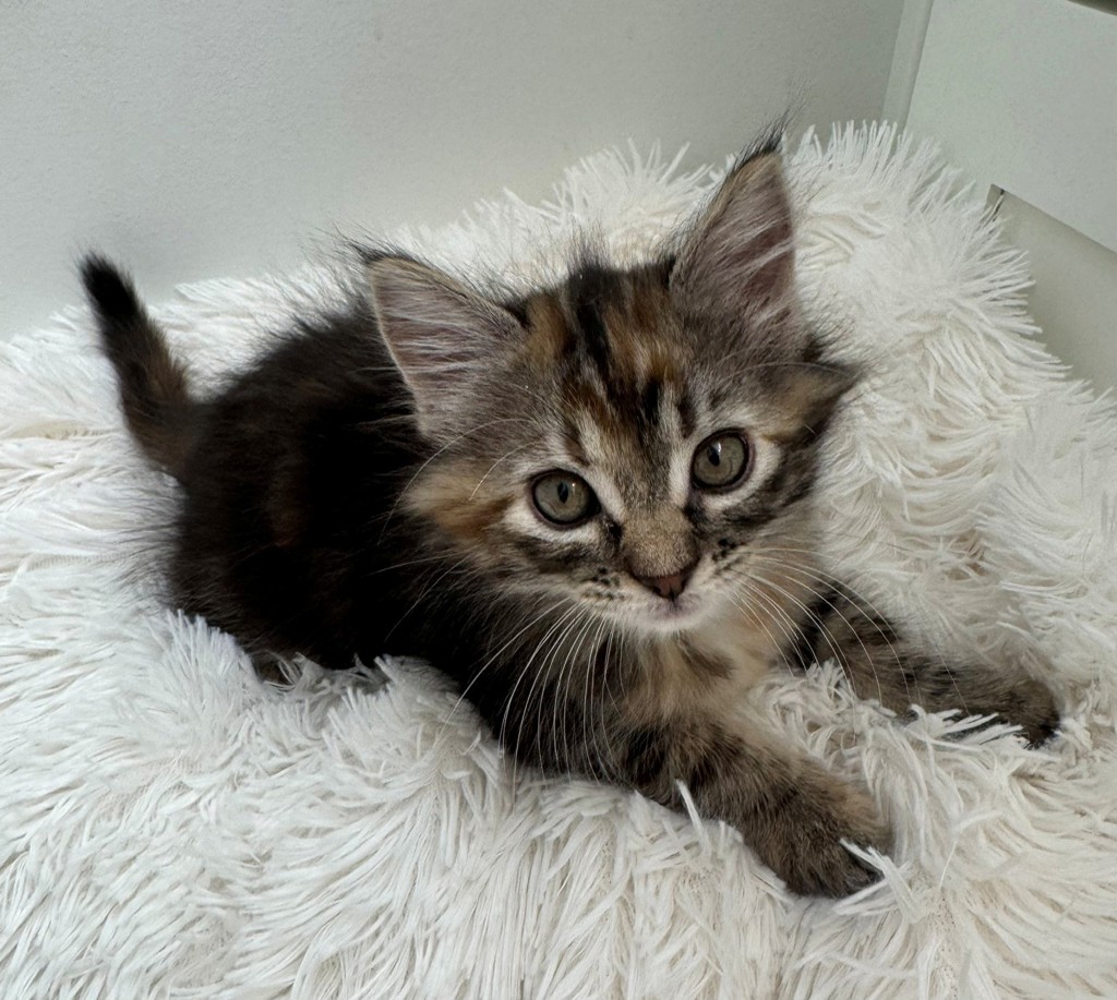 Shelter Stray Female Cat last seen Near W State Highway, Copperton Township, UT, 84006, 511 W 3900 S, Salt Lake City, UT 84123, USA