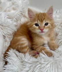Shelter Stray Male Cat last seen Near W State Highway, Copperton Township, UT, 84006, 511 W 3900 S, Salt Lake City, UT 84123, USA