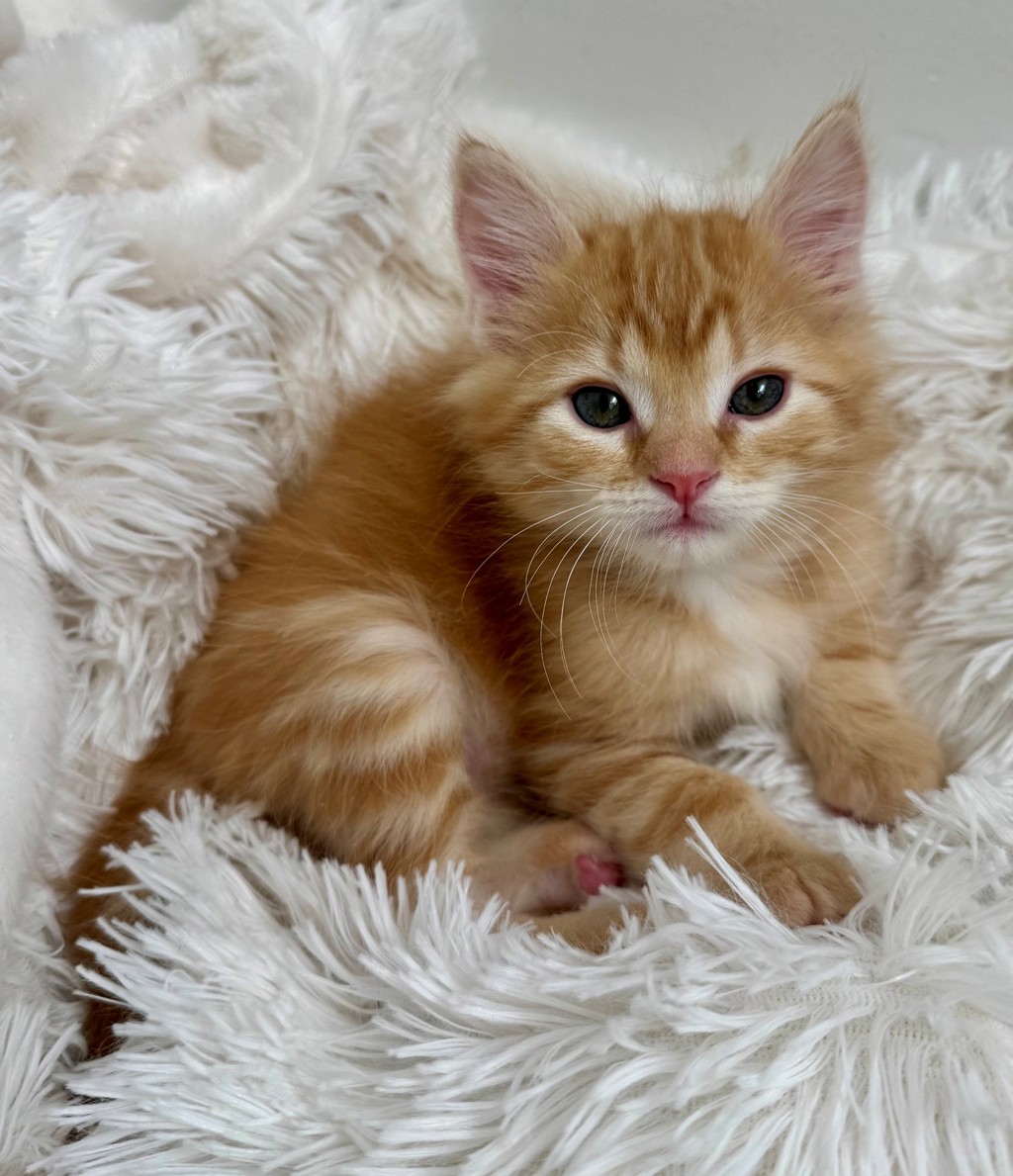Shelter Stray Male Cat last seen Near W State Highway, Copperton Township, UT, 84006, 511 W 3900 S, Salt Lake City, UT 84123, USA