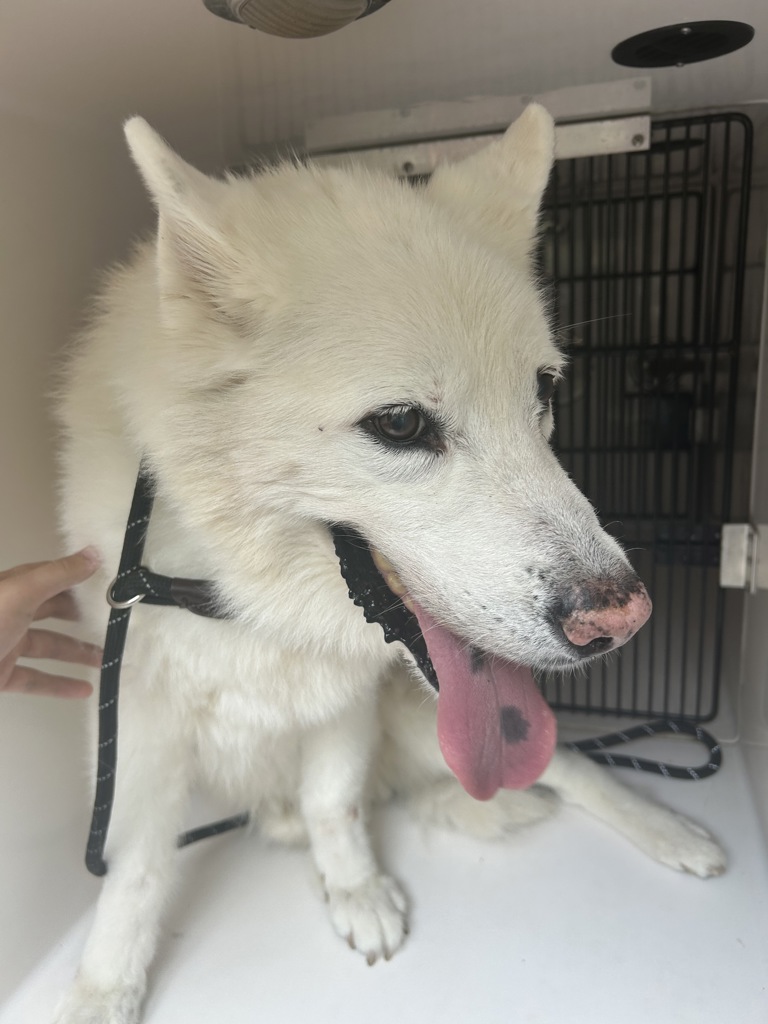 Shelter Stray Male Dog last seen Deer Park Drive, VIRGINIA BEACH, VA, 23452, 341 S Birdneck Rd, Virginia Beach, VA 23451, USA