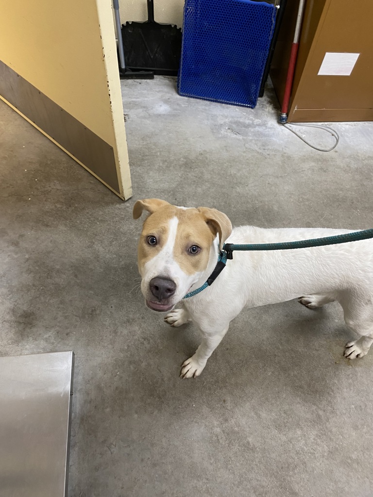 Shelter Stray Female Dog last seen Pines And Indiana, SPOKANE VALLEY, WA, 99206, 6815 E Trent Ave, Spokane, WA 99212, USA