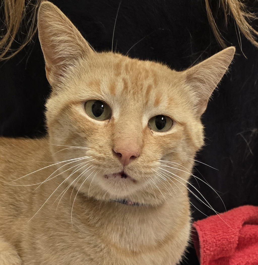 Shelter Stray Male Cat last seen Near University Avenue, La Mesa, CA, 91942, El Cajon, CA 92020, USA