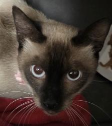 Shelter Stray Male Cat last seen Near University Avenue, La Mesa, CA, 91942, El Cajon, CA 92020, USA