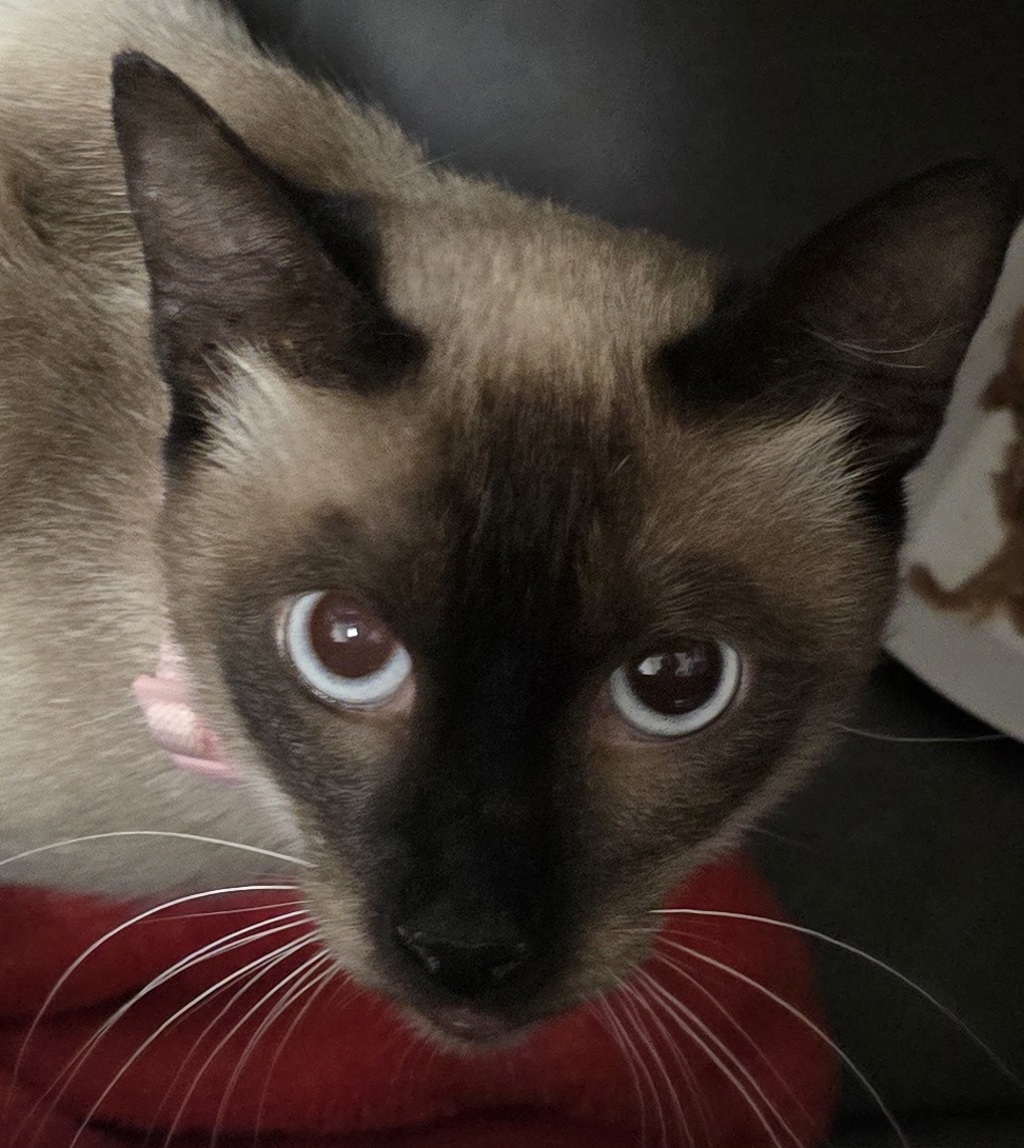 Shelter Stray Male Cat last seen Near University Avenue, La Mesa, CA, 91942, El Cajon, CA 92020, USA
