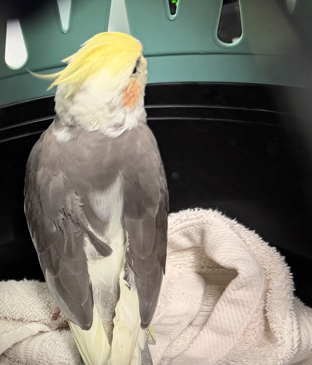 Shelter Stray Unknown Bird last seen Near Mohawk Street, San Diego, CA, 92115, 5500 Gaines St, San Diego, CA 92110, USA