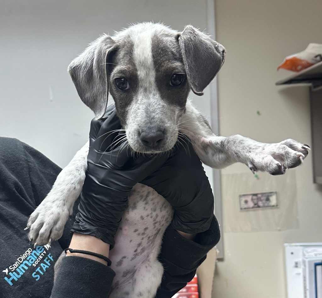 Shelter Stray Female Dog last seen Jackson Street, San Diego, CA, 92110, 5500 Gaines St, San Diego, CA 92110, USA