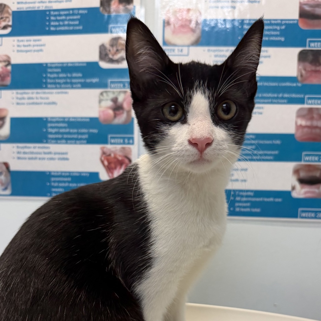 Shelter Stray Female Cat last seen 49th Street, San Diego, CA, 92102, 5500 Gaines St, San Diego, CA 92110, USA
