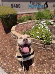 Shelter Stray Male Dog last seen Near Abbott Street, San Diego, CA, 92107, 5500 Gaines St, San Diego, CA 92110, USA