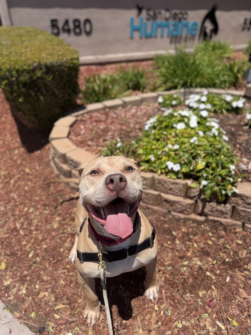 Shelter Stray Male Dog last seen Near Abbott Street, San Diego, CA, 92107, 5500 Gaines St, San Diego, CA 92110, USA