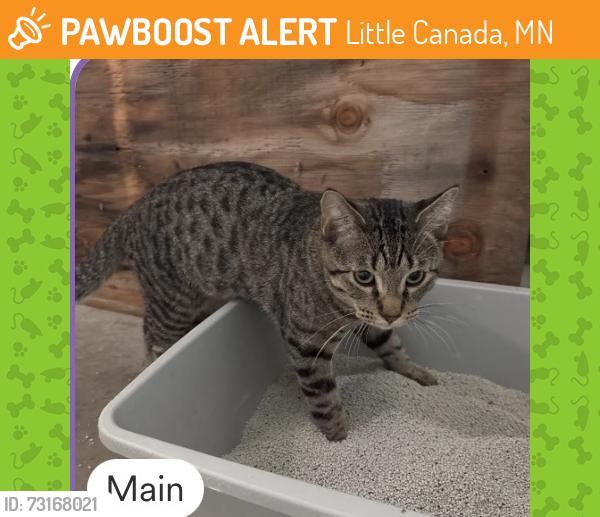 Found/Stray Male Cat last seen County rd b2 rice street, Little Canada, MN 55117