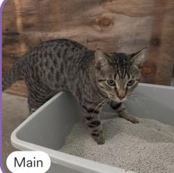 Found/Stray Male Cat last seen County rd b2 rice street, Little Canada, MN 55117