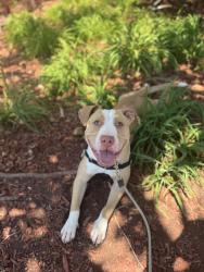 Shelter Stray Male Dog last seen Near Santa Margarita Street, San Diego, CA, 92114, 5500 Gaines St, San Diego, CA 92110, USA