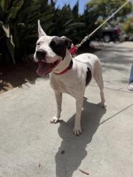 Shelter Stray Female Dog last seen Russel Street, San Diego, CA, 92106, 5500 Gaines St, San Diego, CA 92110, USA