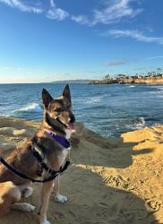 Shelter Stray Male Dog last seen Otay Mesa Freeway, San Diego, CA, 92154, 5500 Gaines St, San Diego, CA 92110, USA