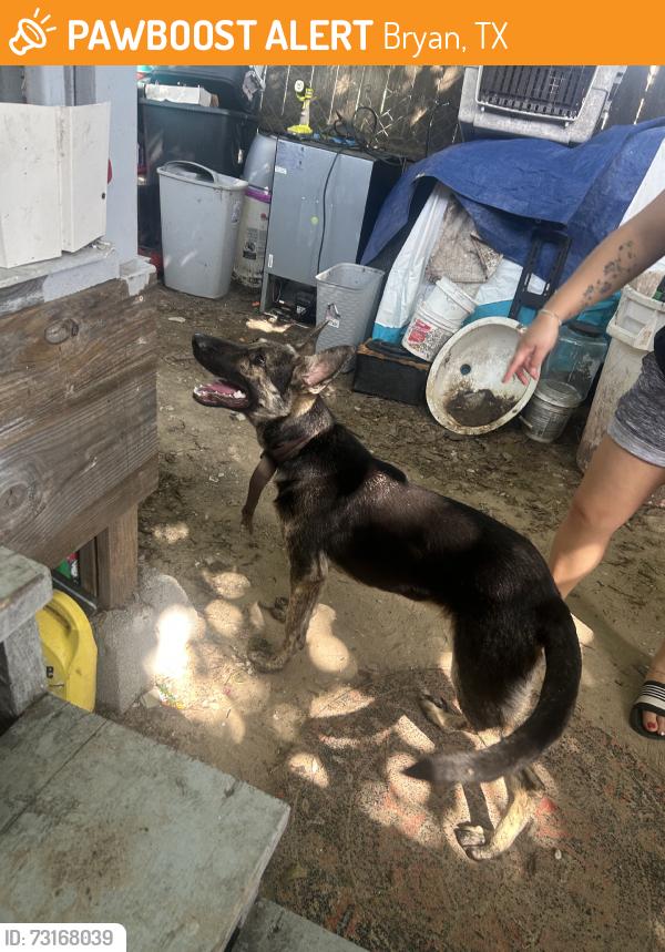 Found/Stray Male Dog last seen By waco st and legion, Bryan, TX 77803