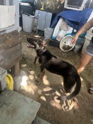 Found/Stray Male Dog last seen By waco st and legion, Bryan, TX 77803