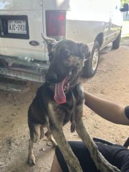 Found/Stray Male Dog last seen Waco, Bryan, TX 77803