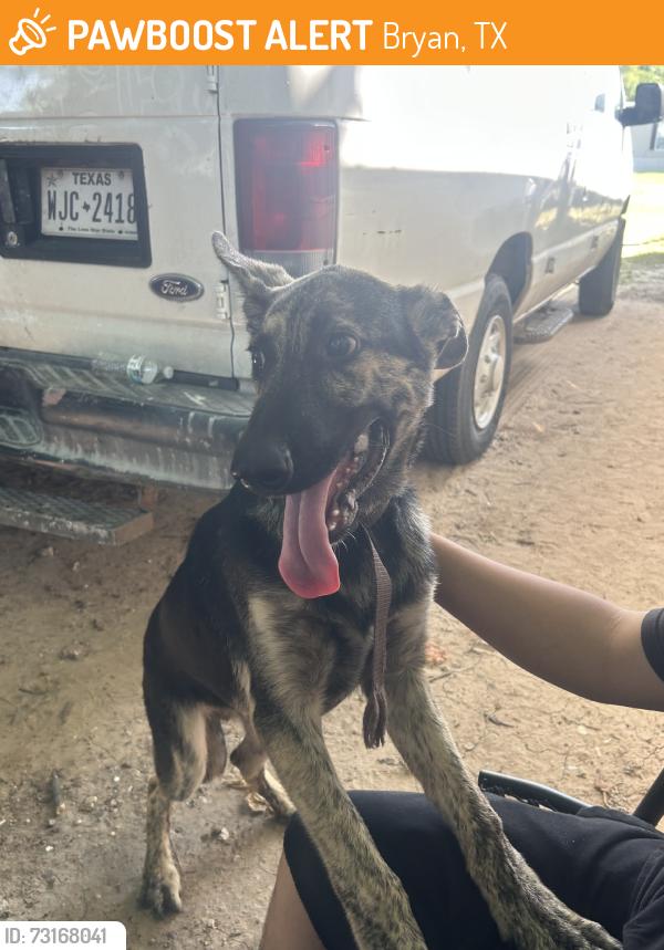 Found/Stray Male Dog last seen Waco, Bryan, TX 77803