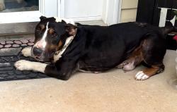 Found/Stray Male Dog last seen Runnymeade - Mount Holly, Mount Holly, NC 28120