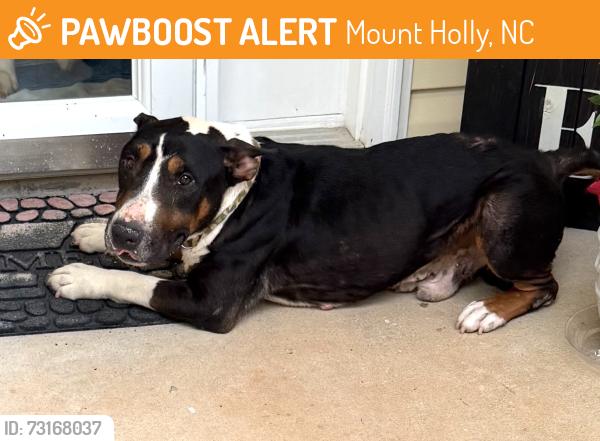 Found/Stray Male Dog last seen Runnymeade - Mount Holly, Mount Holly, NC 28120