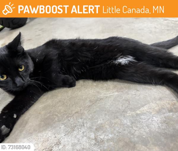 Found/Stray Male Cat last seen Rice st county rd b2, Little Canada, MN 55117