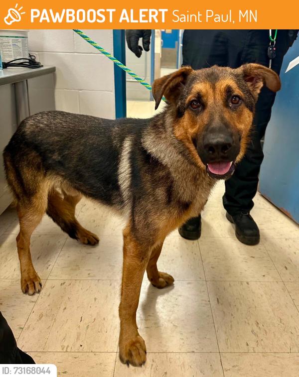 Found/Stray Male Dog last seen Hmongtown Marketplace, Saint Paul, MN 55103
