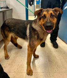 Found/Stray Male Dog last seen Hmongtown Marketplace, Saint Paul, MN 55103