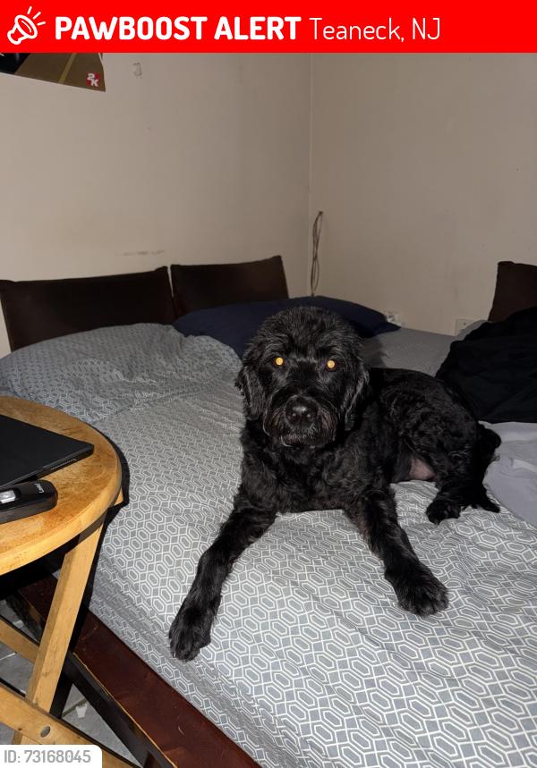 Lost Female Dog last seen Near cedar lane, Teaneck, NJ 07666