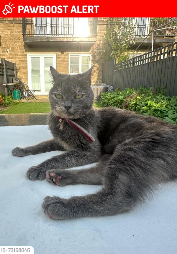 Lost Female Cat last seen Bramley Fall Woods, Bramley, England LS13 1GE