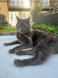Lost Female Cat last seen Bramley Fall Woods, Bramley, England LS13 1GE