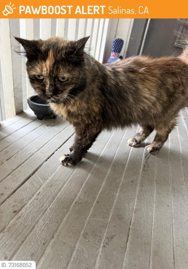 Found/Stray Female Cat last seen Near heather cir., Salinas, CA 93901