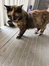 Found/Stray Female Cat last seen Near heather cir., Salinas, CA 93901