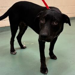 Shelter Stray Male Dog last seen , 2350 Appling City Cove, Memphis, TN 38133, USA