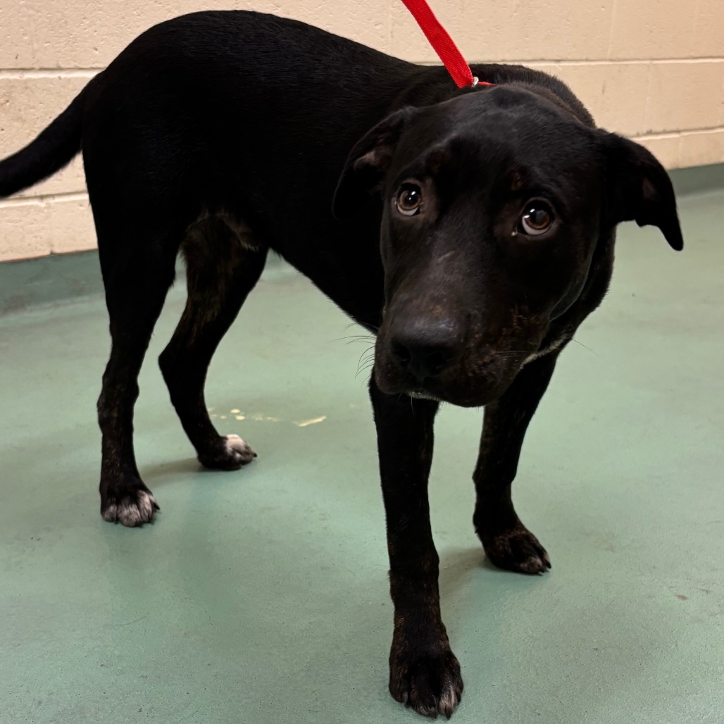 Shelter Stray Male Dog last seen , 2350 Appling City Cove, Memphis, TN 38133, USA